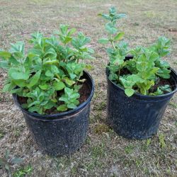 Apple Mint plant