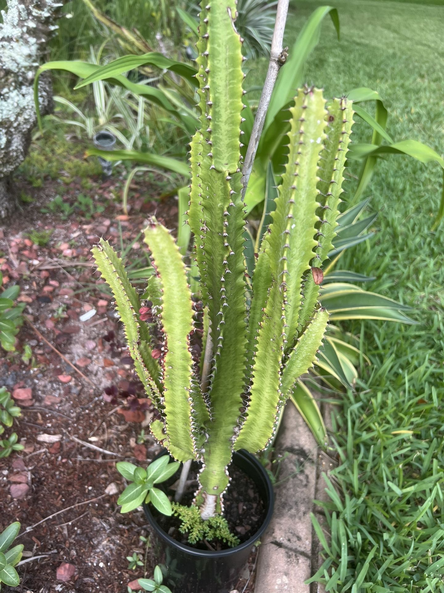 Big Euphorbia Trigona Plant 🪴 3 ft height.