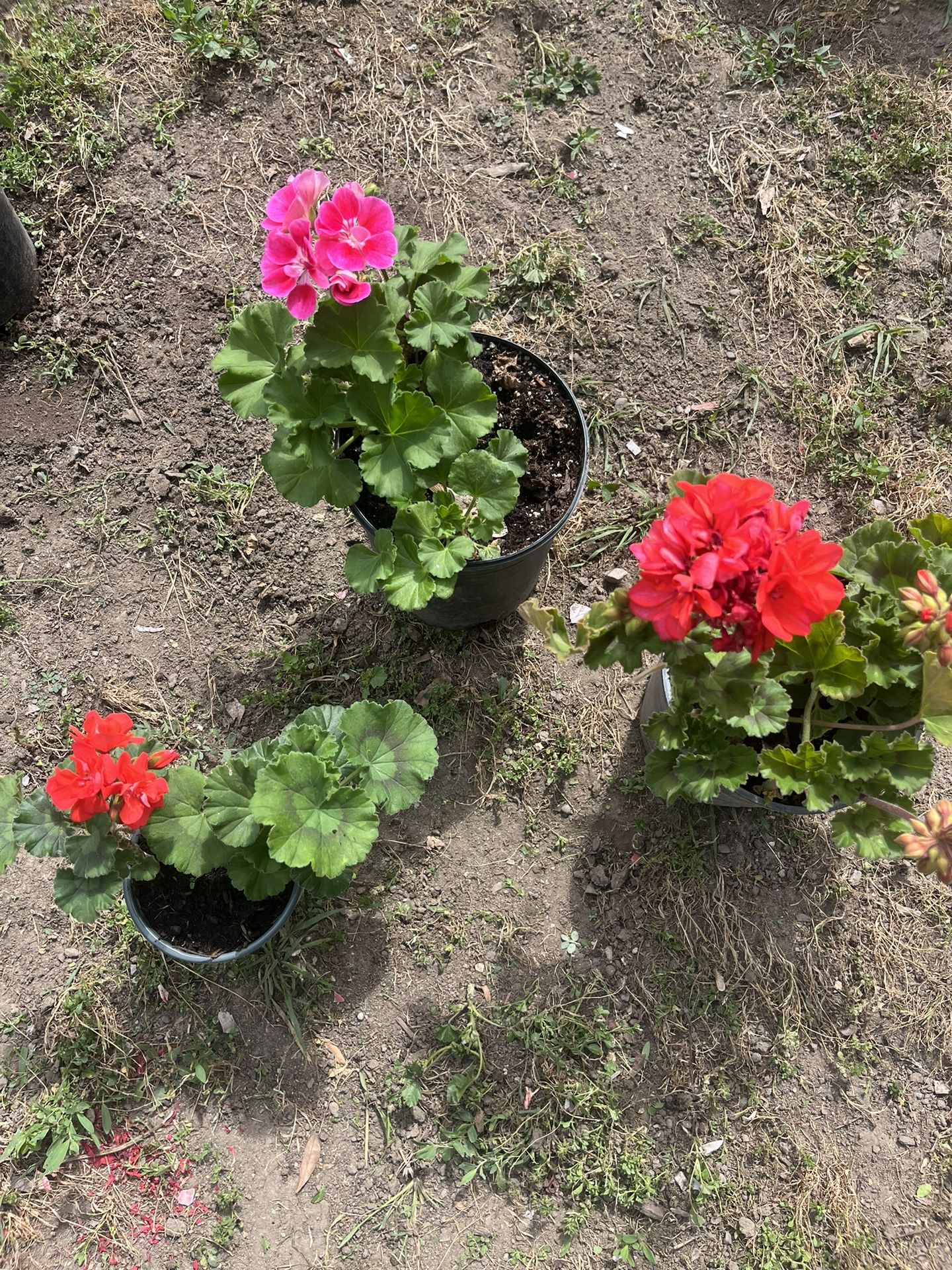 Plantas En Venta $5 Y $7