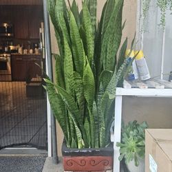 plants for sale