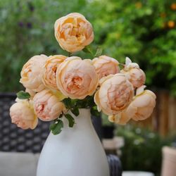 Jude English Fragrance Rose Plant