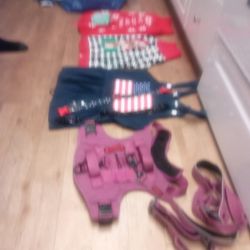 Harnesses And Dog Dress