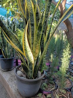 SNAKE PLANT ☘️