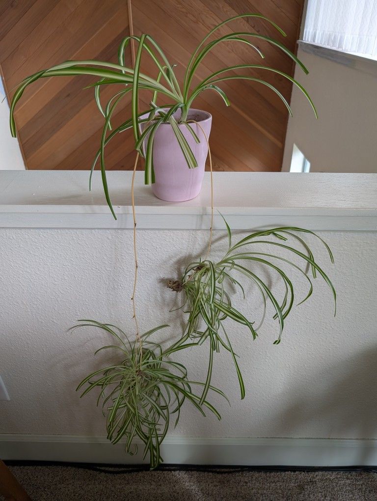 Healthy Spider Plants In Ceramic Pot