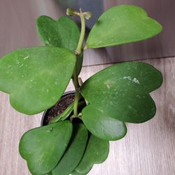 HOYA KARII PLANT