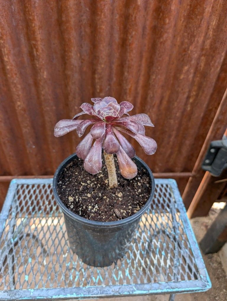 Black Rose Succulent 