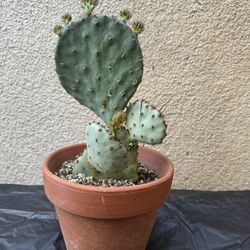 Prickly Pear Cactus Plant
