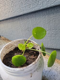 Little baby Chinese Money Plant in plastic tub