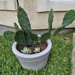 CACTUS + FLOWER POT