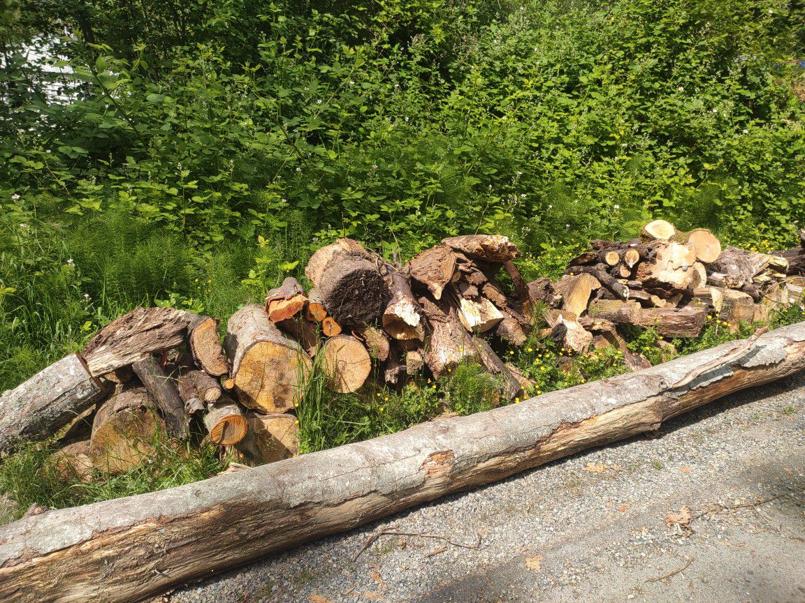 Free Maple Tree Log Pieces
