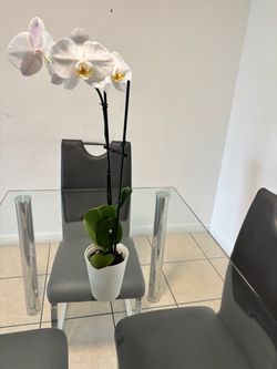 Table with 4 chairs