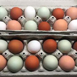 fresh farm eggs 