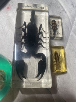 Scorpion Glass