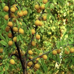 Shuro Golden Plum Sweet 