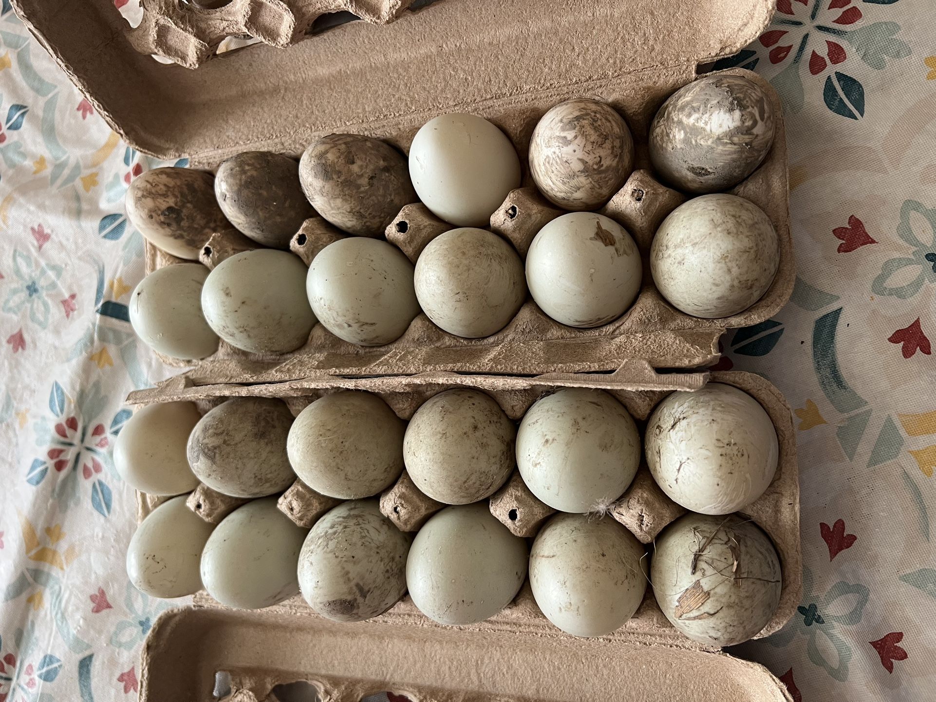 Fresh Farm Eggs