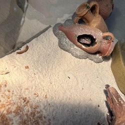 Leopard Print Gecko And Enclosure