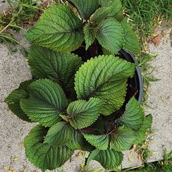 Perilla Beef Steak Vegetable Plant Pot (Rau Tía Tô )