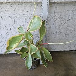 Peperomia Ginny Plant