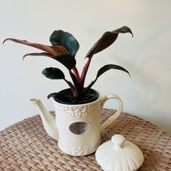 Pink Philodendron Birkin Plants