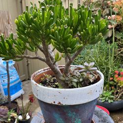 Assorted Succulents Plants