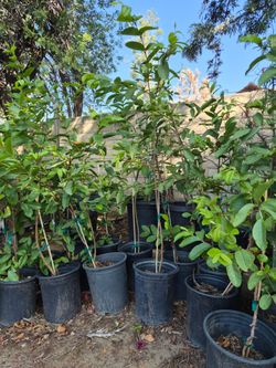 Guava trees