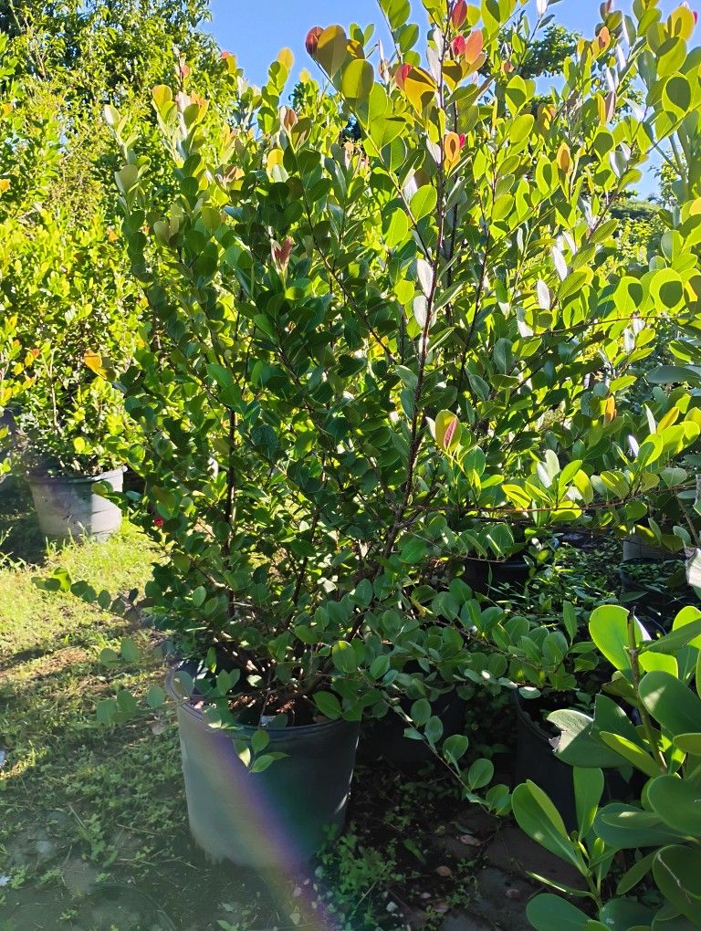 Cocoplum On Sale! $50