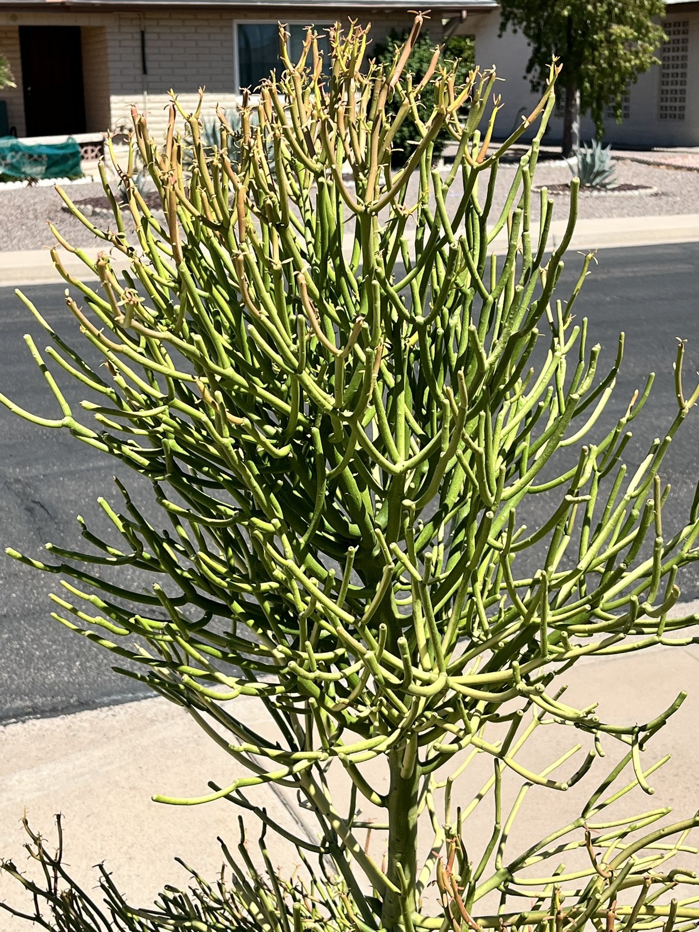 Fire Sticks Plant