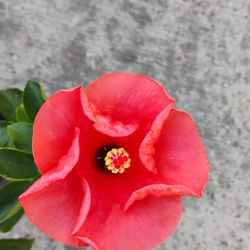 Hibiscus 🌺🌺 Plant 