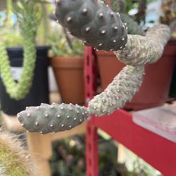 Pineapple Cactus One Pads 