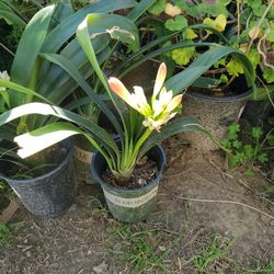 Amarilis Lla Enpesaron A Floriar  Son 12a $10 Cada Una