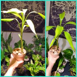 Japanese Bamboo Plants.  $5 Each