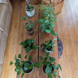 $10 Plants And Pots For Sale 