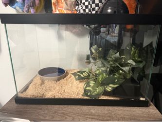 Mexican Black Kingsnake / Enclosure