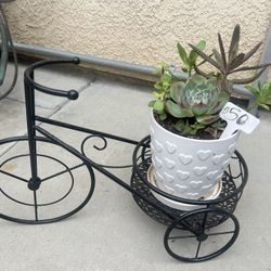 Succulent Planters