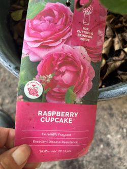 Raspberry cupcake roses