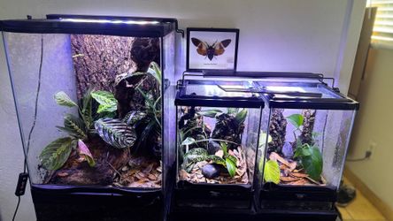 Large established bioactive terrarium