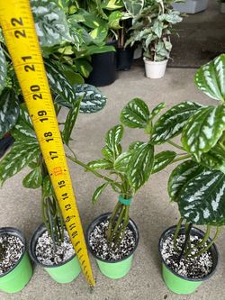 Exotic indoor/outdoor plant***Pilea/aluminum plant, 95820