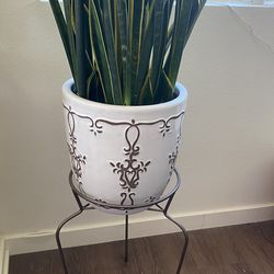 LARGE Snake Plant & Pot