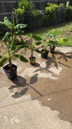 Vanilla Ice Cream Banana Plants Established In Containers