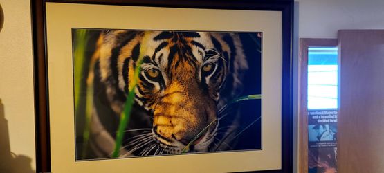 Framed Tiger Close-Up Photo signed Print