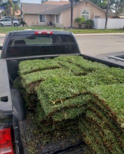 St Augustine Sod