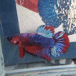 Bettas Plakat Fighter 