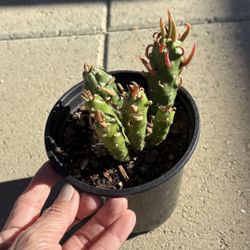 Eve’s Needle Cactus Plant 5”