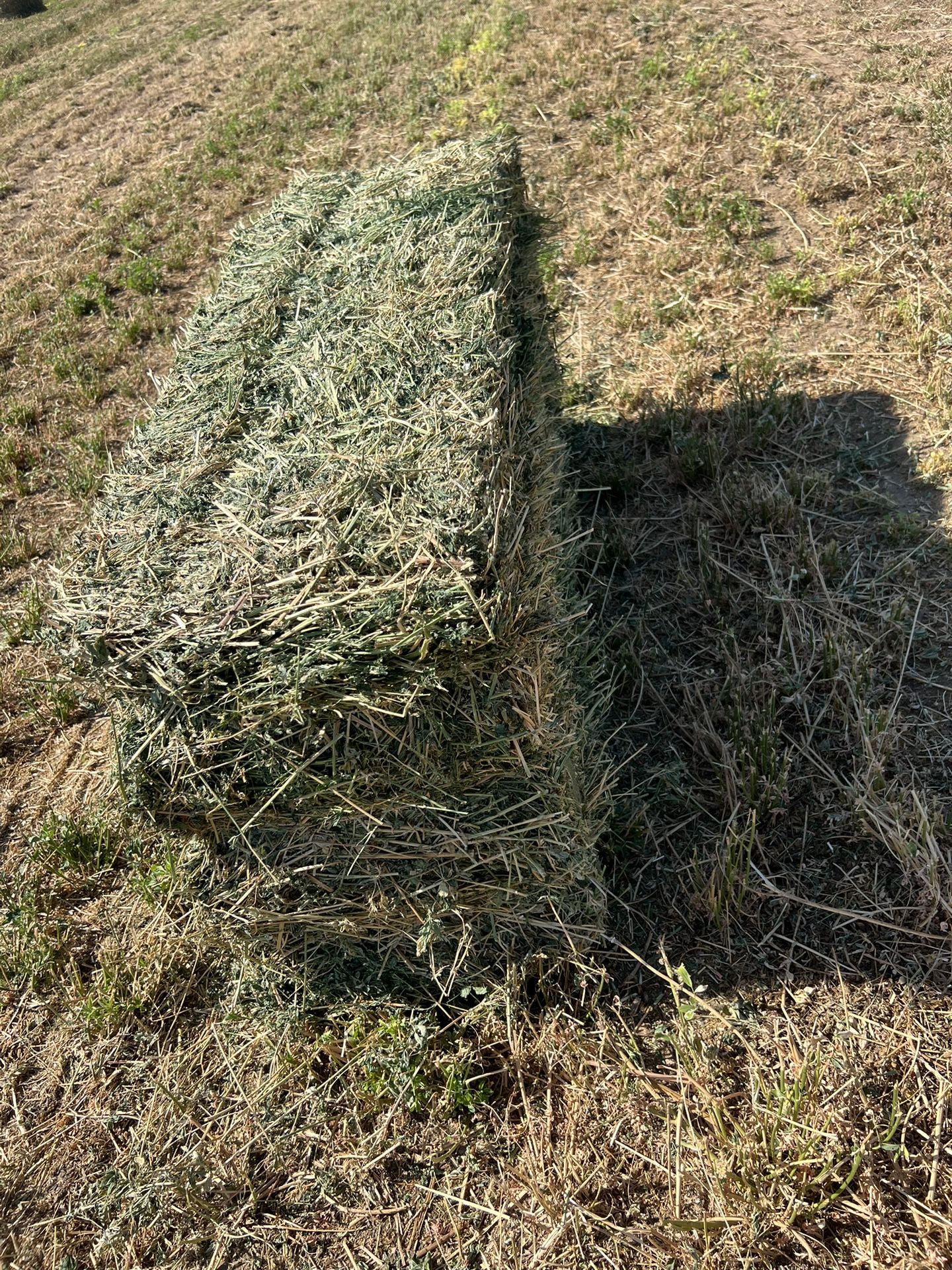 2nd Cutting Alfalfa Hay