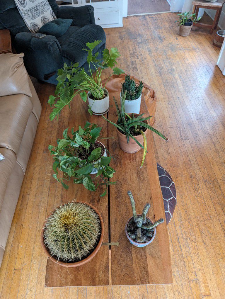 $20 Plants And Pots Sale 