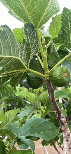 Organic Homegrown Figs $15