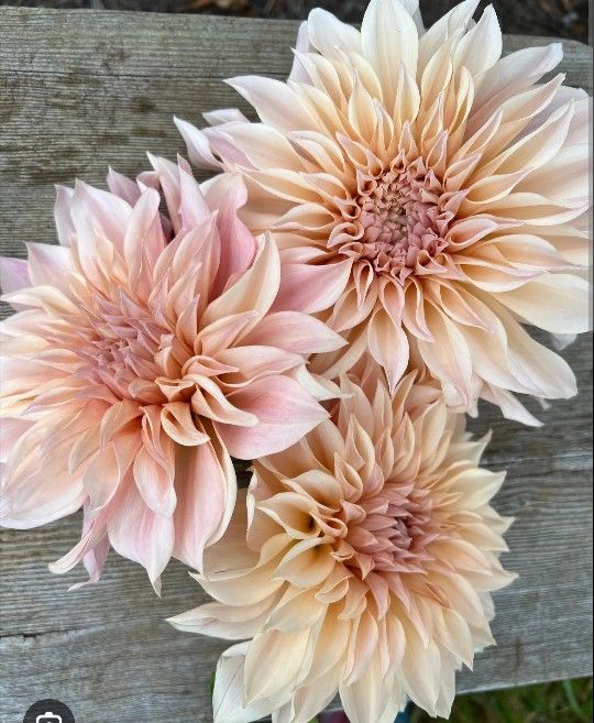 Cafe Au Lait Dahlia Plants 1 Gallon Size $5