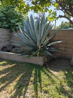 Free Plant