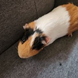 Guinea Pig