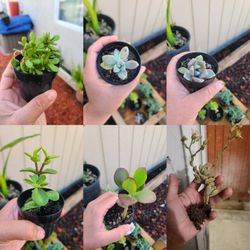Succulent plant bundle
